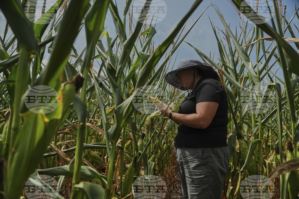Climate Patchy Corn Pollination