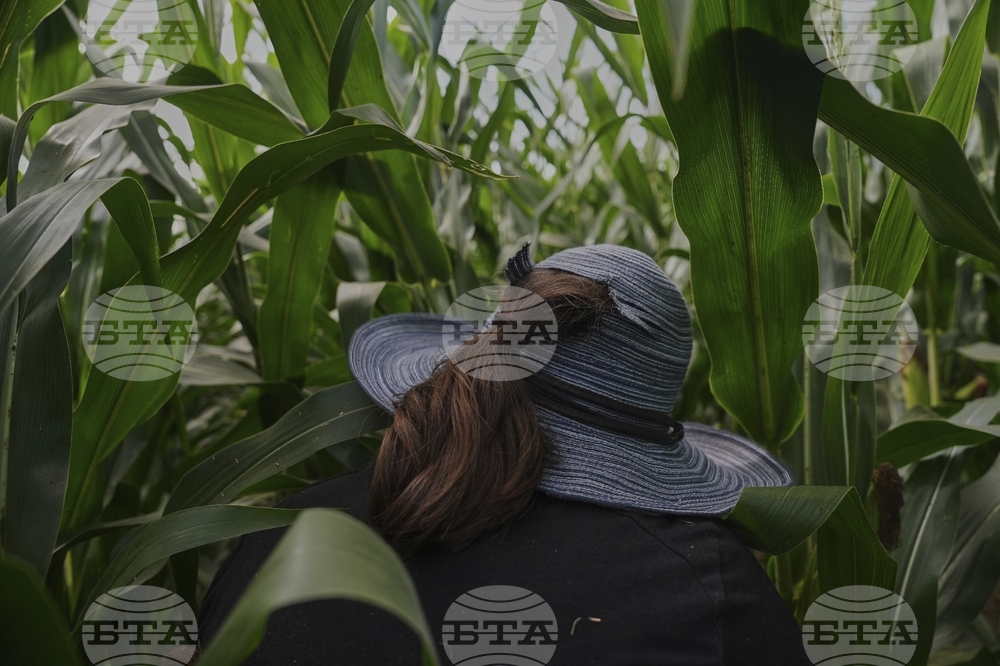Climate Patchy Corn Pollination