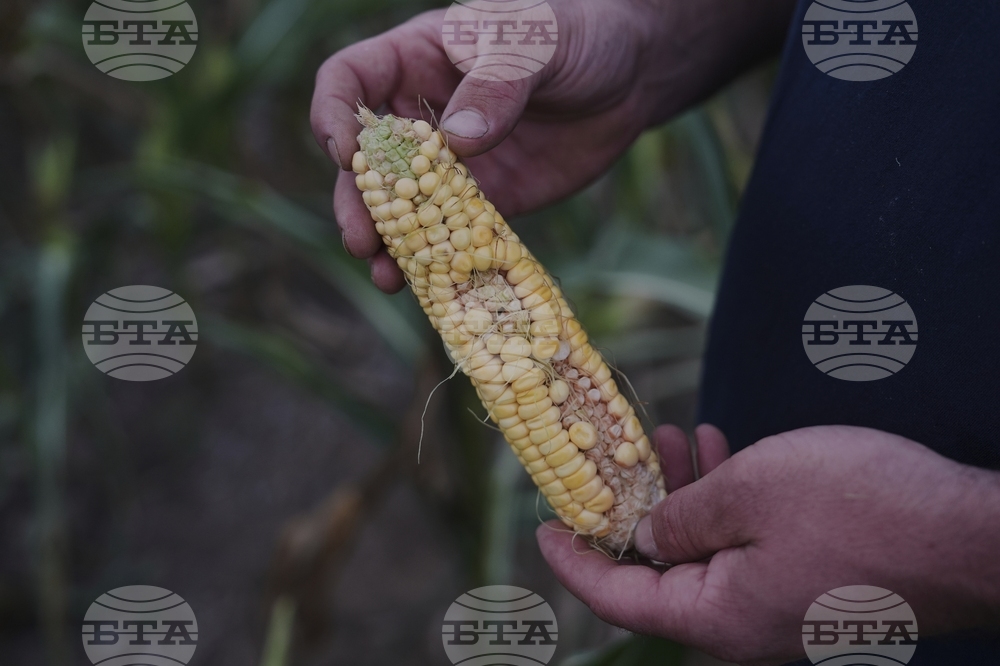 Climate Patchy Corn Pollination
