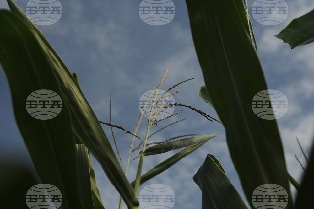Climate Patchy Corn Pollination