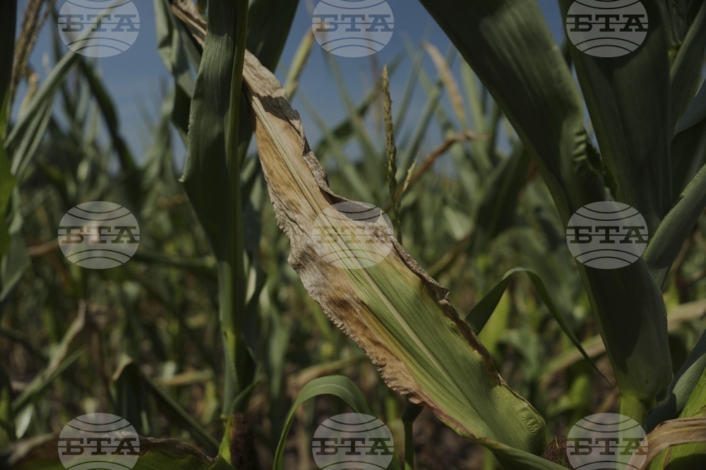 Climate Patchy Corn Pollination