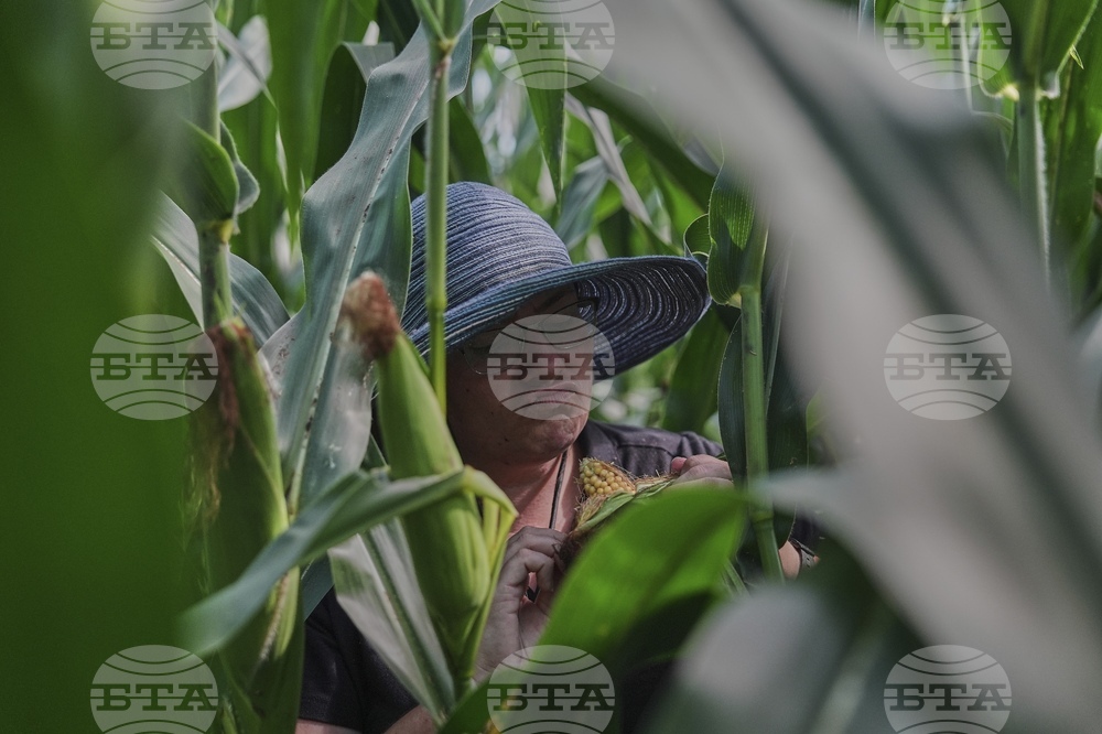 Climate Patchy Corn Pollination