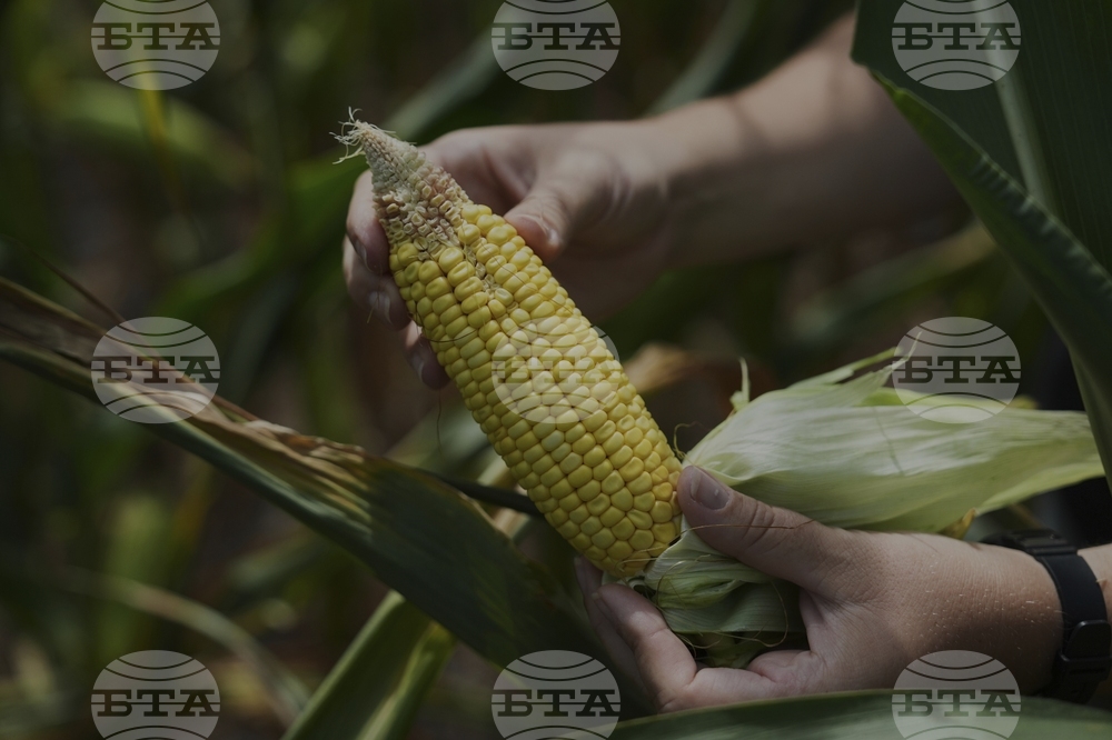 Climate Patchy Corn Pollination