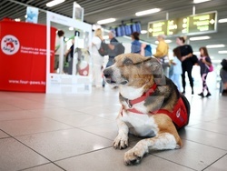 Летище „Васил Левски“ - Международен ден на кучето