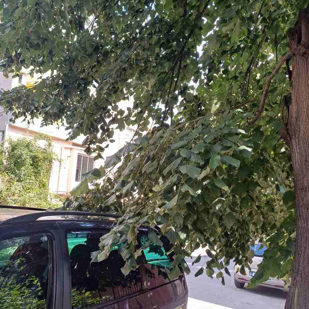 Кметът на Шумен нареди до 7 дни да се обозначат опасните дървета и клони и да се пристъпи към премахване