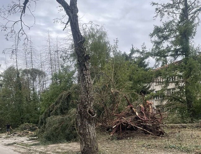 Комисия от Община Шумен от днес прави оглед на опасни дървета и клони