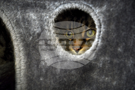 Be Well-Education-Pet-Friendly Dorms