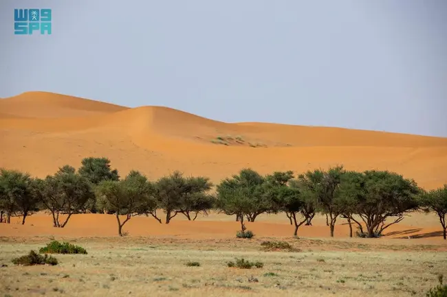 СПА: Саудитска Арабия започна инициатива за борба с опустиняването и последствията от сушата в страната 