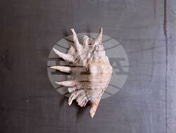  Бургаският художник Стойко Даскалов представя натуралната красота в изложбата „Природно“, снимка – СБХ