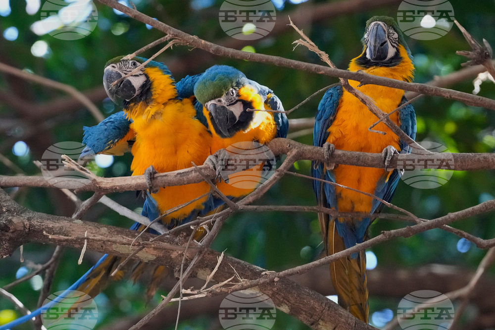 Brazil Nature Reserve