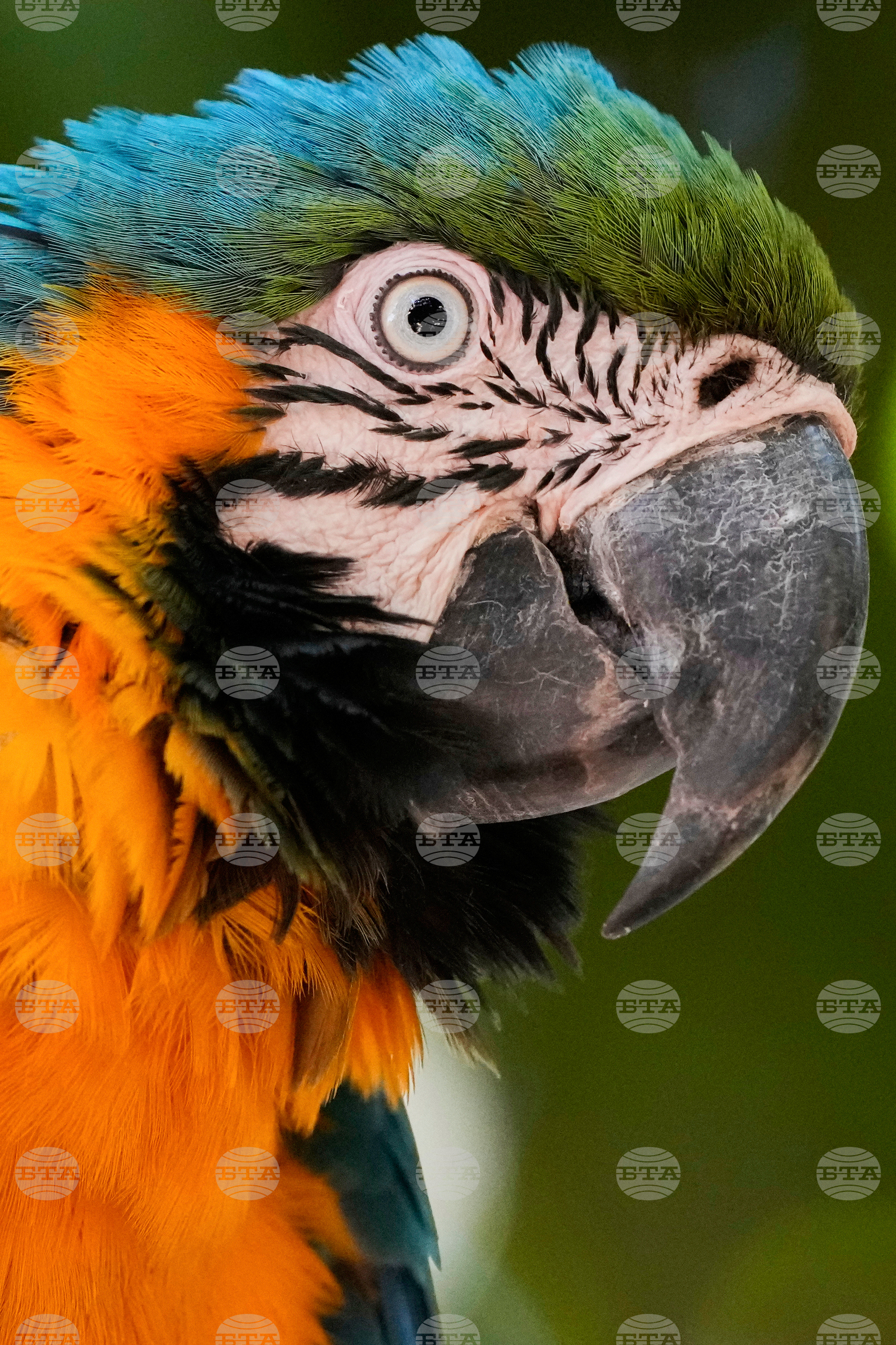 Brazil Nature Reserve