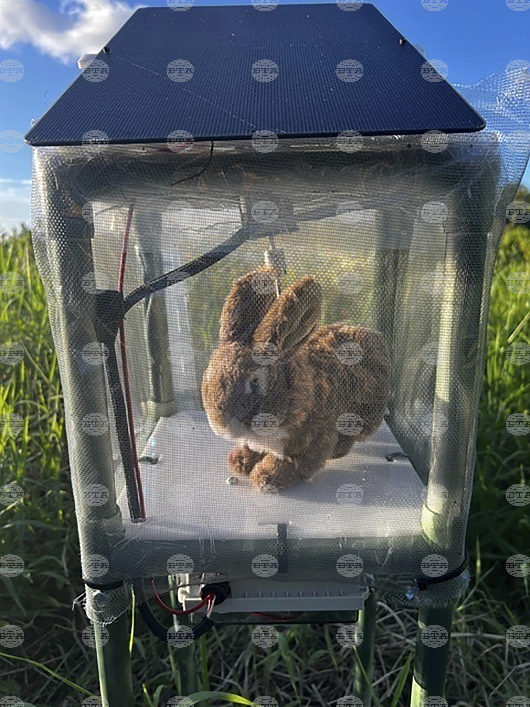 Python Hunting Robot Rabbits