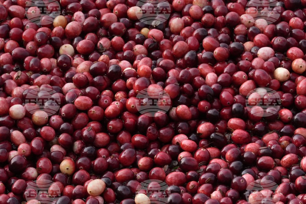 Cranberry Bogs-What to Know