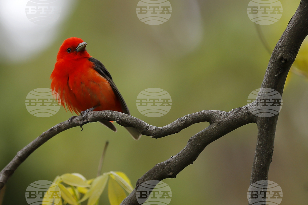 Изследване на звуци, издавани от птици, хвърля светлина върху възникването на речта