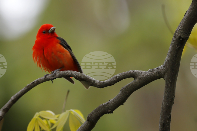 Изследване на звуци, издавани от птици, хвърля светлина върху възникването на речта