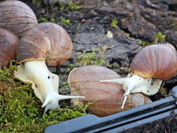 Варна - Изложба на гигантски африкански охлюви