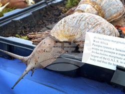 Варна - Изложба на гигантски африкански охлюви