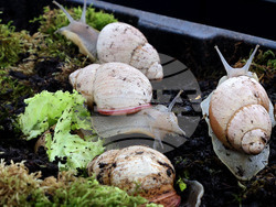 Варна - Изложба на гигантски африкански охлюви