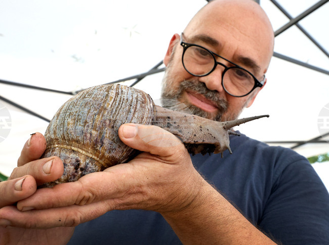 Гигантски африкански охлюви гостуват на Природонаучния музей във Варна