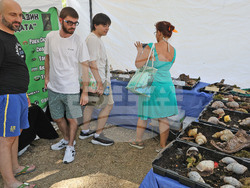 Варна - Изложба на гигантски африкански охлюви