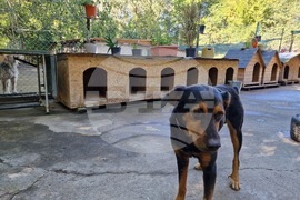 Свищов - приют за безстопанствени кучета