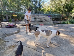 Свищов - приют за безстопанствени кучета