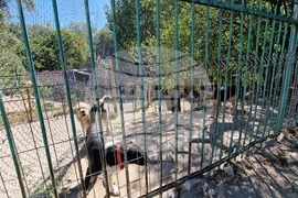 Свищов - приют за безстопанствени кучета