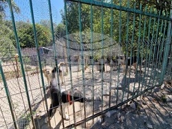 Свищов - приют за безстопанствени кучета