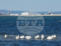 Лебеди в Природозащитен център "Пода"