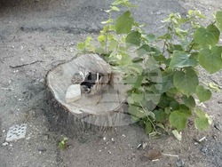 Снимка: Община Стара Загора