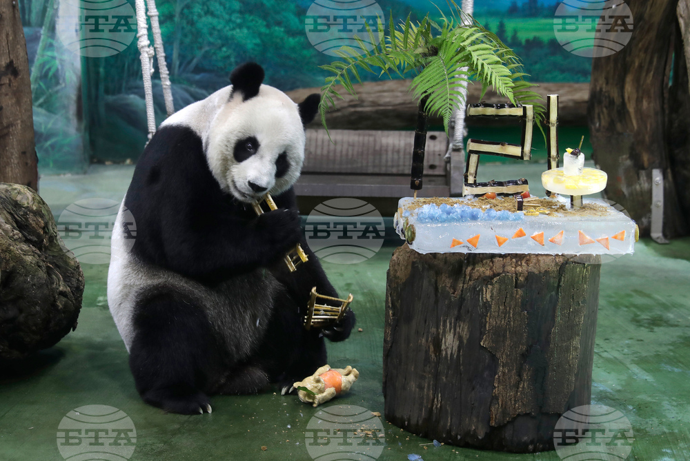 Taiwan Panda