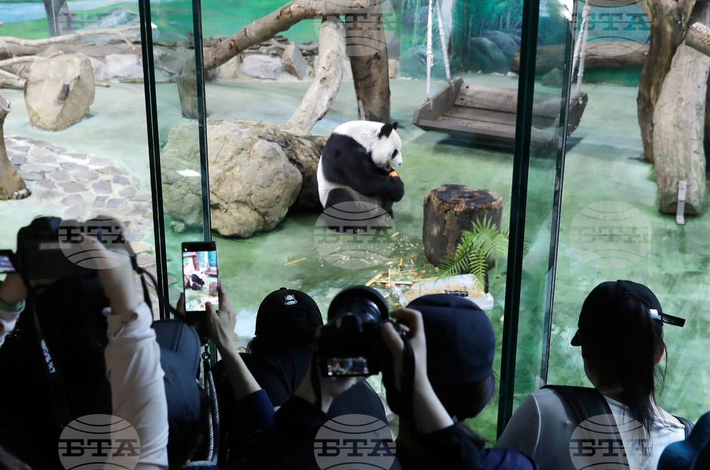 Taiwan Panda