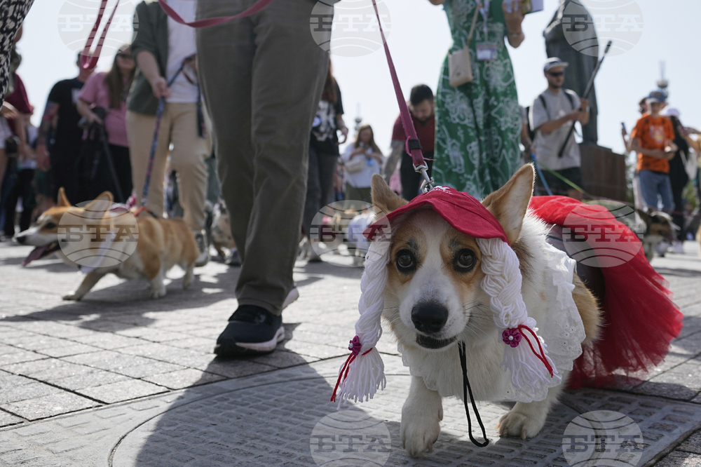 Russia Corgi Parade