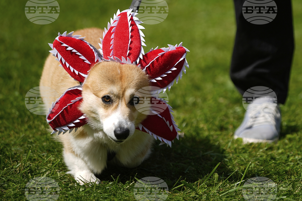 Russia Corgi Parade