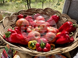 Село Логодаж - фестивал на лютеницата