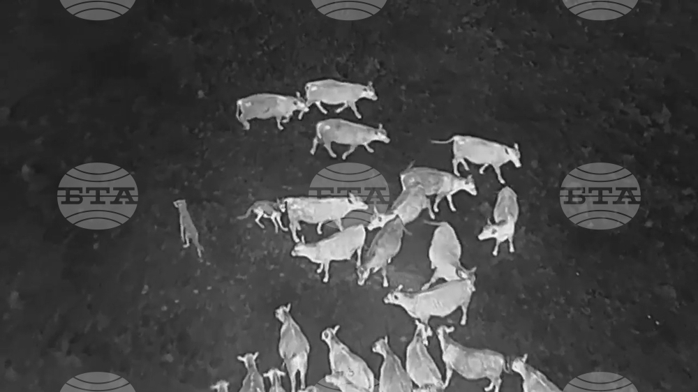 Wolf Predation Drones