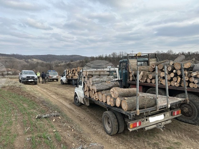 Екип на ИАГ и РДГ разкри измама с незаконна дървесина