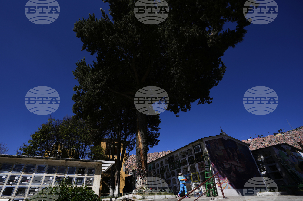 Bolivia Miracle Tree