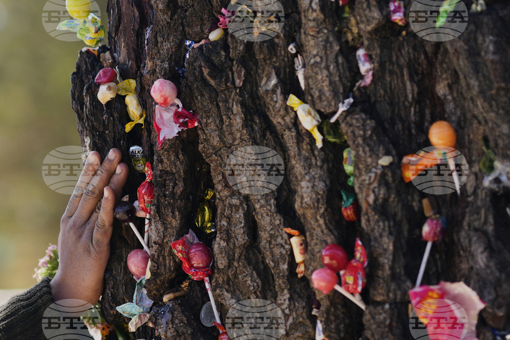 Bolivia Sacred Tree