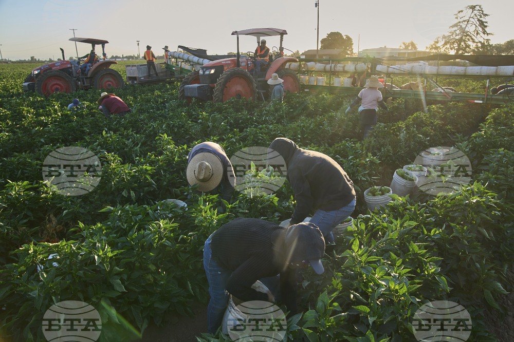 Labor Day Immigrant Labor