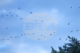 Варна - миграция - пеликани