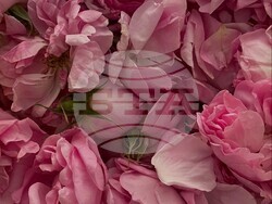 Български моден бранд ще участие в Седмицата на модата в Исландия, снимка – „Орфей мюзик“