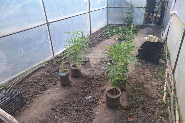 Мъж от Каспичан е задържан за притежание и отглеждане на наркотични вещества