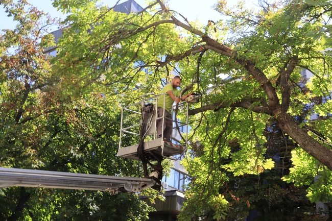 Премахва се дървото в центъра на Благоевград, от което снощи падна клон, съобщиха от Общината