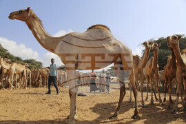 Somalia Prophet Birthday