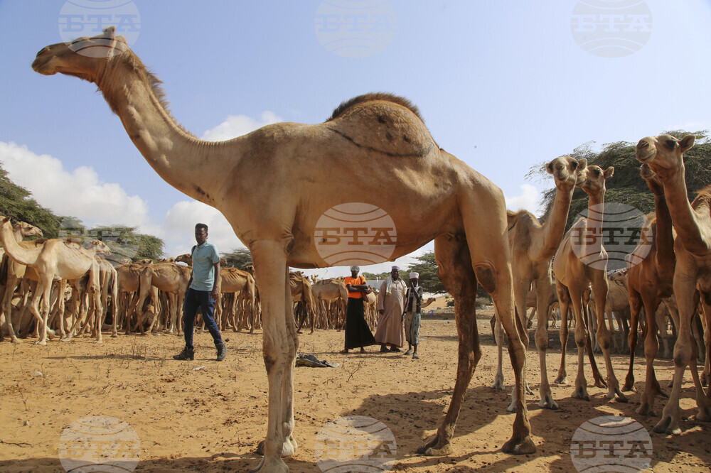 Somalia Prophet Birthday