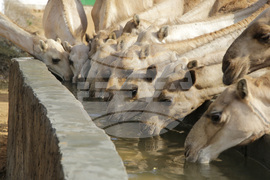 Somalia Prophet Birthday