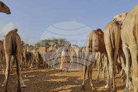 Somalia Prophet Birthday