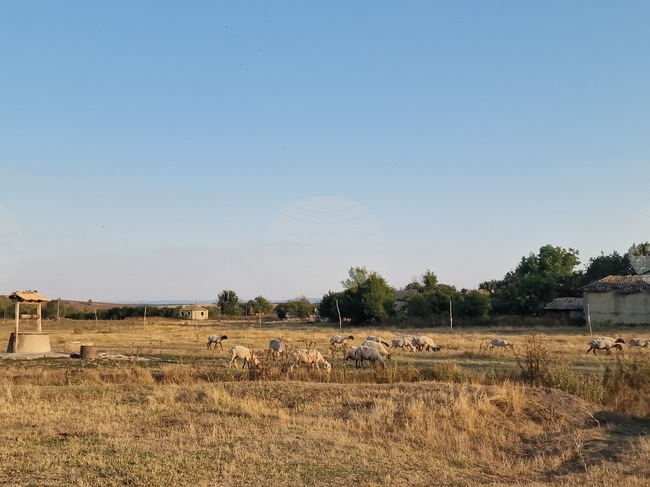 Областната епизоотична комисия в Пазарджик заседава извънредно след констатирано огнище на шарка по овцете в селата Овчеполци и Динката