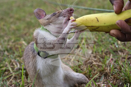 Tanzania Hero Rats